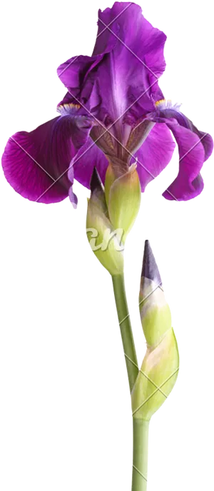 Purple Iris Flower Bloom PNG Image