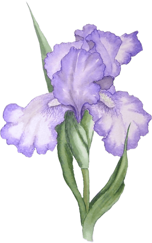 Iris Illustration - Iris Flower Png, Transparent Png PNG with transparent background