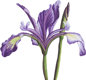 Purple Iris From My Garden - Delicate Purple Iris Painting, HD Png Download PNG with transparent background
