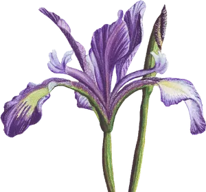 Purple Iris Flower Illustration PNG Image