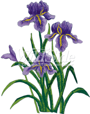 Transparent Flower Side , Png Download - Purple Iris Png, Png Download PNG with transparent background