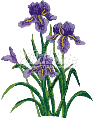 Purple Iris Flowers Illustration PNG Image