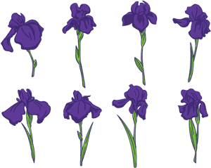 Violet-family - Iris Flower Free Vector, HD Png Download PNG with transparent background