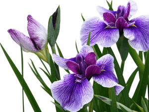 Transparent Purple Iris Png - Ирис Цветок Пнг, Png Download PNG image with transparent background