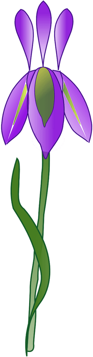 Iris Flower Vector Png, Transparent Png PNG with transparent background
