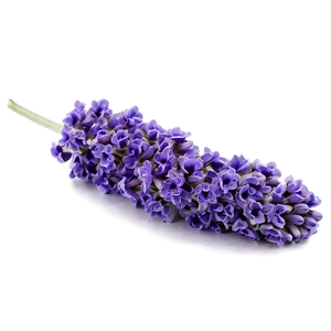 Purple Lavender Bloom Png Ten54 PNG Image