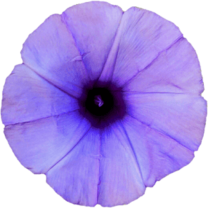 Thumb Image - Light Purple Morning Glory, HD Png Download PNG image with transparent background