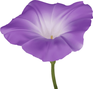 Purple Morning Glory Flower Png Clip Art Image, Transparent Png PNG image with transparent background