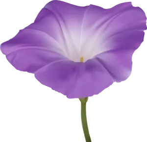 Purple Morning Glory Flower PNG Image