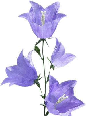 Bluebell, Morning Glory Flower Png - Morning Glory Flower Png, Transparent Png PNG image with transparent background