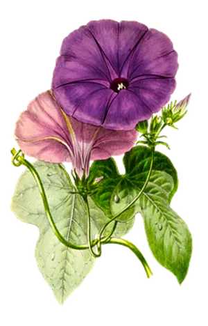 Purple Morning Glory Illustration PNG Image