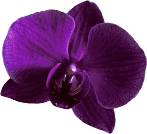 Purple Orchid Clipart - Purple Orchid Transparent Background, HD Png Download PNG with transparent background