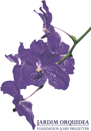Jardim Orquidea, Foundation Josef Pregetter - Viola, HD Png Download PNG with transparent background