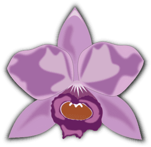 Pink,plant,flower - Cattleya Orchid Clipart, HD Png Download PNG image with transparent background
