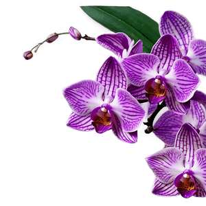 Purple Orchid PNG 05242024 PNG image with transparent background