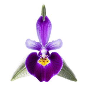 Purple Orchid PNG bvx21 PNG image with transparent background