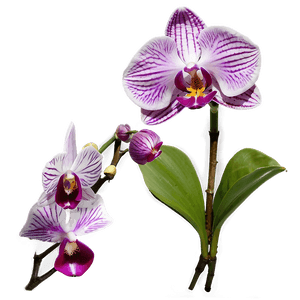 Purple Orchid PNG djc PNG image with transparent background