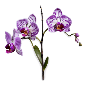 Purple Orchid PNG ysg86 PNG image with transparent background