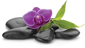 Purple Orchidand Black Spa Stones PNG Image