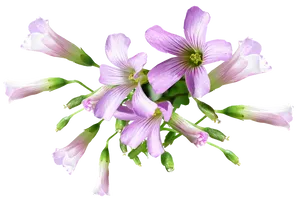 Purple Oxalis Flowers Transparent Background PNG Image