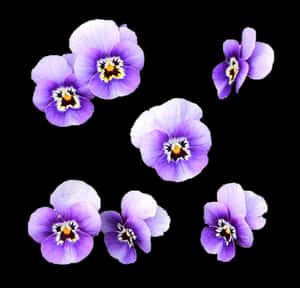 Purple_ Pansies_ Black_ Background PNG image with transparent background
