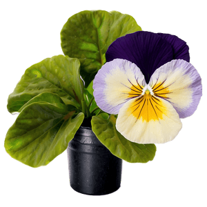 Purple Pansy PNG 06232024 PNG image with transparent background