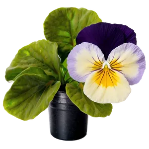 Purple Pansy Png 06232024 PNG Image