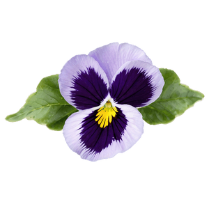 Purple Pansy PNG 06232024 PNG image with transparent background