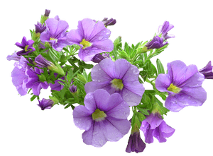 Purple Petunia Bouquet Transparent Background PNG