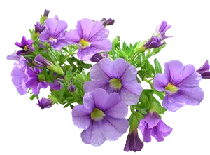 Purple Petunia Bouquet Transparent Background PNG Image