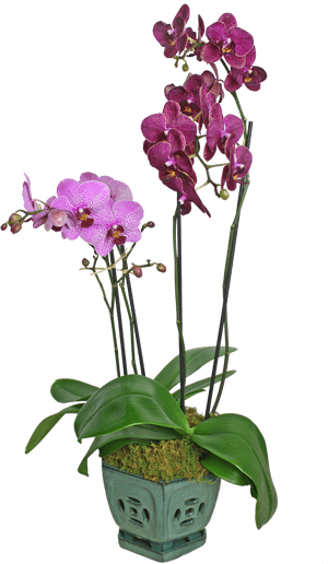 Colorful Orchid Display - Orchids, HD Png Download PNG with transparent background