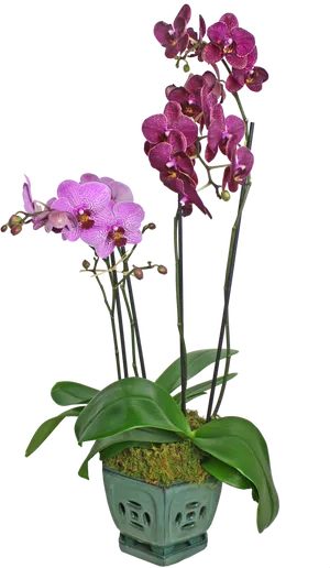 Purple Phalaenopsis Orchids PNG Image