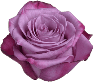 Purple Rose, HD Png Download PNG image with transparent background