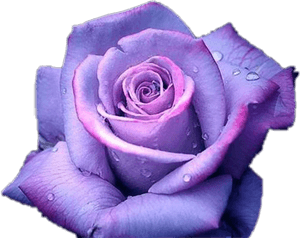 #purple #rose #anna Wolfje#freetoedit - Transparent Background Purple Rose Png, Png Download PNG with transparent background