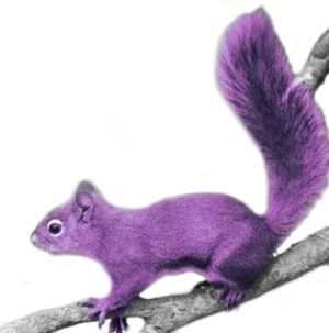 Purple Squirrelon Branch PNG Image