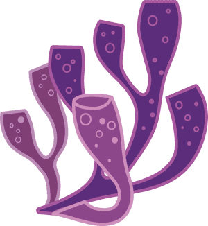 Coral Reef Algae Euclidean Vector - Coral Reef Vector Png, Transparent Png PNG with transparent background