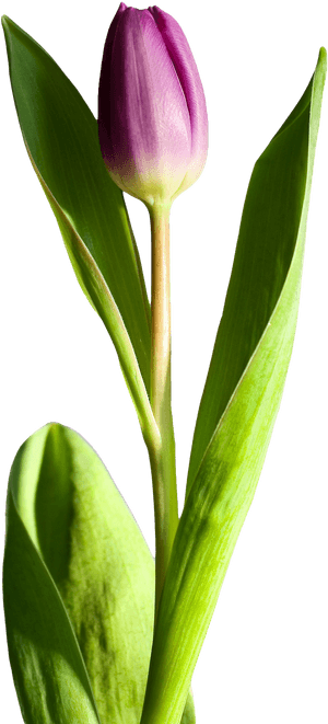 Tulip Flower Png Image - Transparent Png Image Tulip Flower Png, Png Download PNG with transparent background