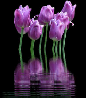 Purple Tulips Reflection Water PNG image with transparent background