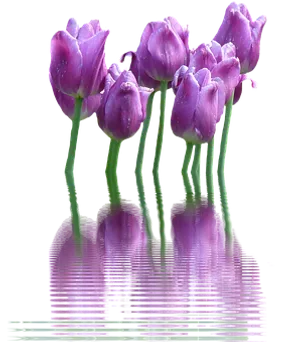 Purple Tulips Reflection Water PNG Image