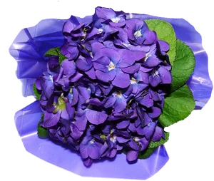 Purple Viola Bouqueton Blue PNG Image