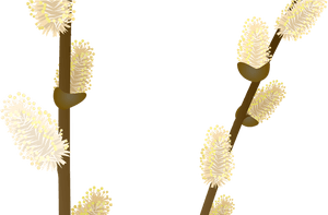 Pussy Willow Branches Illustration PNG image with transparent background