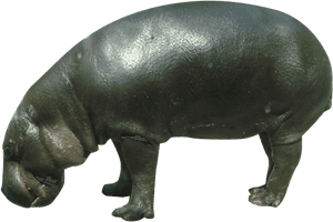 Pygmy Hippopotamus Rhinoceros Wildlife - Hippopotamus, HD Png Download PNG image with transparent background
