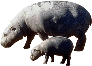 Pygmy Hippopotamus The Hippopotamus, HD Png Download PNG image with transparent background