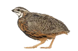 Quail Side View Isolated PNG Image