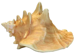 Queen Conch Shell Isolated PNG Image