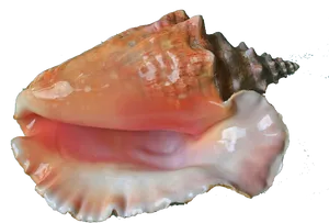 Queen Conch Shell Isolated PNG Image