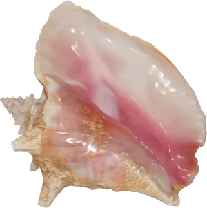 Queen Conch Shell Pink Interior PNG Image