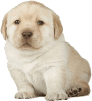 Quieres Dog Meme Template, HD Png Download PNG image with transparent background