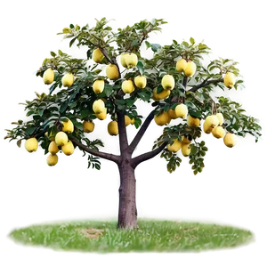 Quince Tree Png 34 PNG Image