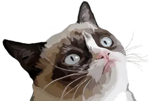 Quizzical Brown White Cat PNG Image